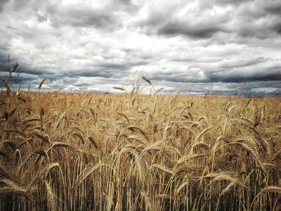 Wheat Slipping Early on Thursday
